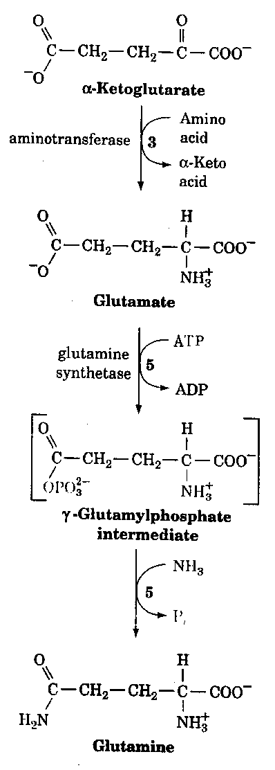 Glutamine/Glutamate Pathway