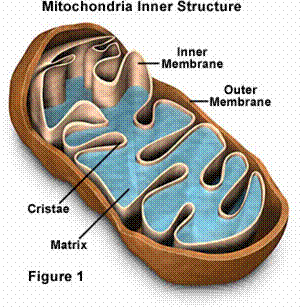 Mitochondia Inner Structure
