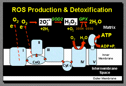 ROS Production and Detoxification