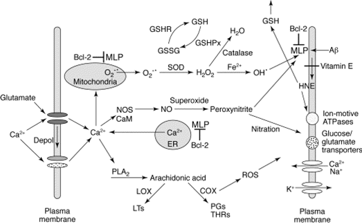 Lipid Peroxidation of Neuronal Membranes