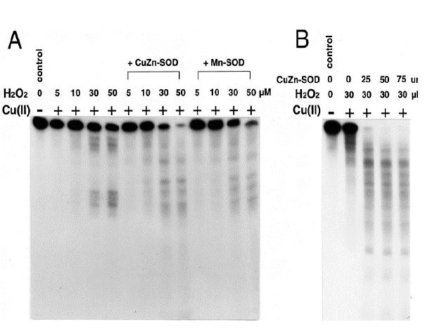 Figure 2. DNA damage induced by SOD, hydrogen peroxide, and Cu(II) <i>in vitro</i>.