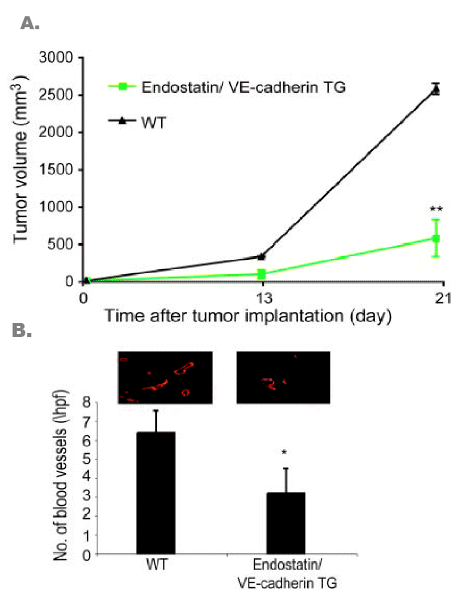 Figure 3. Tumor suppression in endostatin transgenic mice.