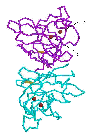 Protein Structure of CuZnSOD